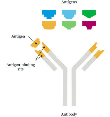 Testing explained 1